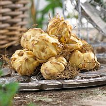 Van Zyverden Patio Star Romance Lilies Kit