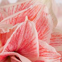 Van Zyverden Premium Fast Track Amaryllis Double Time Set of 1 Bulb