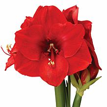 Van Zyverden Premium Fast Track Amaryllis Hypersonic Set of 1 Bulb