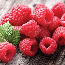 Van Zyverden Raspberry Latham Red Set of 1 Plant