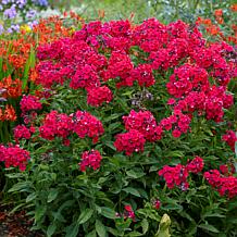Van Zyverden Red Riding Hood Tall Phlox Paniculata - Set of 5 Roots