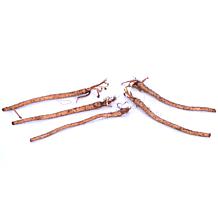 Van Zyverden Sea Holly Jos Eijking Set of 3 Roots