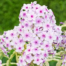 Van Zyverden Tall Phlox Nora Leigh Set of 3 Roots