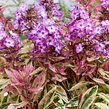 Van Zyverden Tall Phlox Olympus Set of 3 Roots