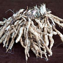 Van Zyverden Tall Phlox Orchid Green Set of 5 Roots