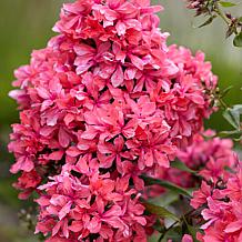 Van Zyverden Tall Phlox Paniculata Cleopatra Set of 3 Roots