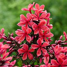 Van Zyverden Tall Phlox Paniculata Cleopatra Set of 5 Roots