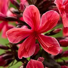 Van Zyverden Tall Phlox Paniculata Cleopatra Set of 9 Roots