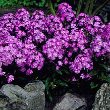 Van Zyverden Tall Phlox Patriotic Festival Blend - Set of 5 Roots