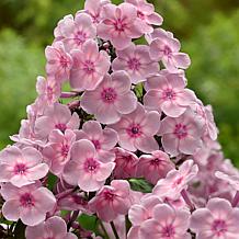 Van Zyverden Tall Phlox Rainbow Dancer Set of 3 Roots