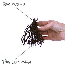 Van Zyverden Tall Phlox Rainbow Dancer Set of 3 Roots