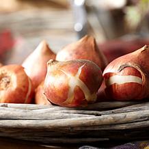 Van Zyverden Tulips Double Surprise, Set of 12 Bulbs