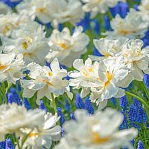 Van Zyverden Tulips Popcorn, Set of 25 Bulbs