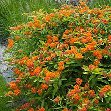 VanZyverden Asclepias Save The Monarchs Oasis Set of 11 Roots