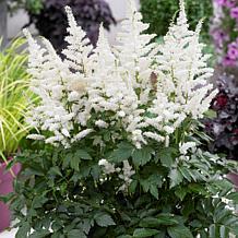 VanZyverden Astilbe Bridal Veil® Roots 5-Pack