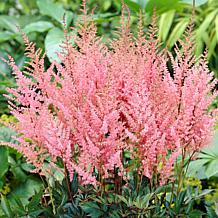 VanZyverden Astilbe Erika Roots 5-Pack