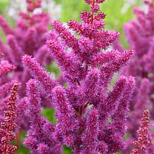 VanZyverden Astilbe Visions® Kit w/ Planter, Planting Medium and Roots