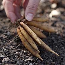 VanZyverden Astilbe Visions® Roots 5-Pack