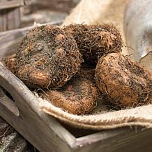 VanZyverden Begonia Patio Kit w/ Planter, Planting Medium and Bulbs