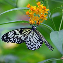 VanZyverden Butterfly Milkweed Kit w/ Planter, Planting Medium & Roots