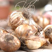 VanZyverden Daffodils Kitchen Sink Mixture 100pc Bulbs