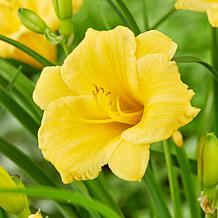 VanZyverden Day Lily Kit w/ Ratten Planter, Planting Medium and Root