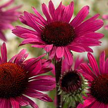 VanZyverden Echinacea Fatal Attraction - Set of 3 Roots