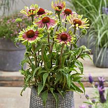 VanZyverden Echinacea Green Twister - Set of 3 Roots