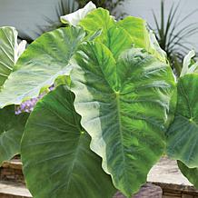 VanZyverden Elephant Ear Kit w/ Planter, Planting Medium and Bulb