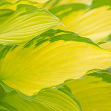 VanZyverden Hosta Lady Guinevere - Set of 3 Roots