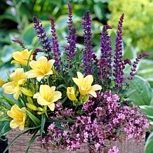 VanZyverden Patio Garden Kit w Ratten Planter, Planting Medium & Roots