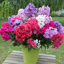 VanZyverden Tall Phlox Mixed Roots 12-Pack