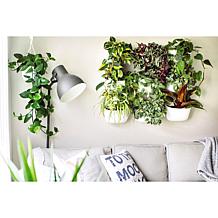 WallyGrow Eco Mountable Wall Planters - 3-pack