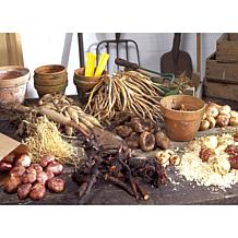 Woodland Plant Cinnamon Fern Set of 3 Roots