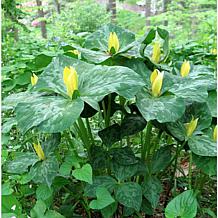 Woodland Plant Trillium Yellow Set of 3 Roots