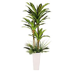 6 ft. Artificial Dracaena Fragrans Tree with White Decorative Pot