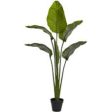 64 in. Travellers Palm Tree 
