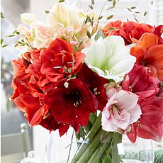Amaryllis Economy Mixed Set of 3 Bulbs