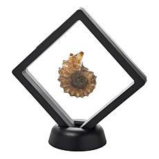 "As Is" Jay King Medium Ammonite Specimen in Floating Black Frame