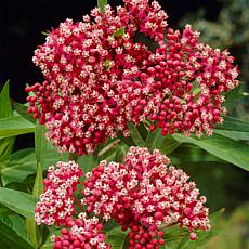 Asclepias Incarnata Pink "Support The Monarchs" Set of 3 Roots