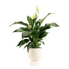 Costa Farms Live 15" Tall Peace Lily Spath Indoor Plant in Décor