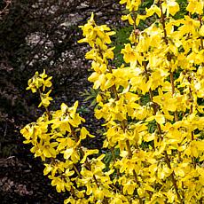 Forsythia Magical® Gold 4" Potted Rocketliners®