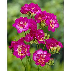 Freesias Purple Rain Set of 25 Bulbs