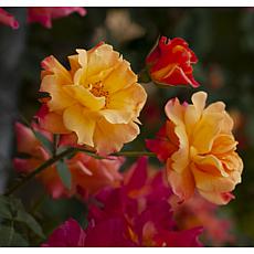 "Joseph's Coat" Climbing Rose Root Stock