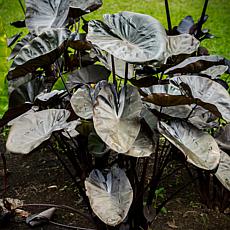 Kona Coffee Elephant Ears - 1 Bulb