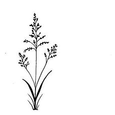 Lavinia Stamps - Field Grass