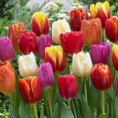 Tulips Triumph Mixture Set of 15 Bulbs