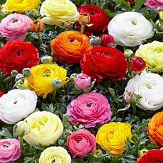 Van Zyverden Butter Cups Ranunculus Double Blooming Set of 75 Bulbs