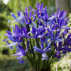Van Zyverden Dutch Iris Sapphire Beauty Set of 12 Bulbs