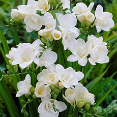 Van Zyverden Freesias Double Blooming White, Set of 25 Bulbs